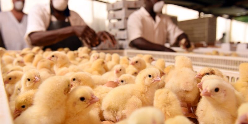 pearl-poultry-main-image