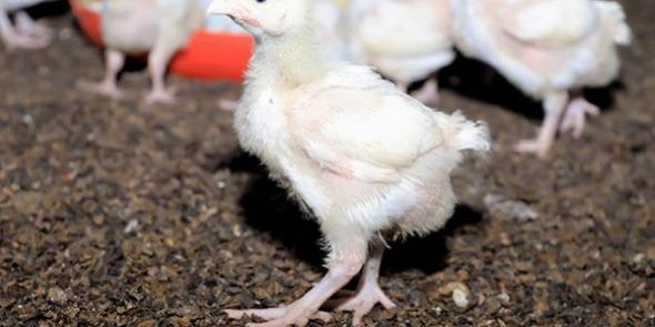 Abbas-Chicken