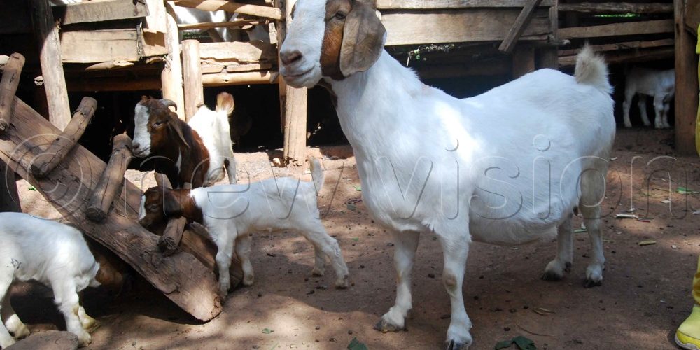 126e0b32-3468-4f73-847a-361cc40ebb62