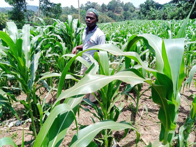 Abalimi ba  Kasooli mu ggombolola  ye Maanyi mu Mityana