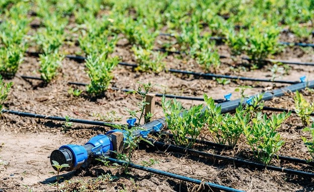 irrigation
